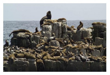 Manada de lobos marinos